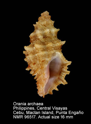 Orania archaea.jpg - Orania archaea Houart,1995
